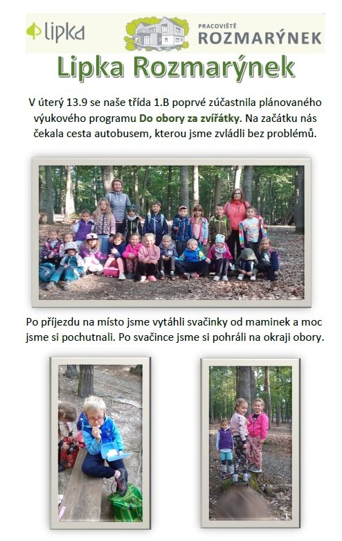 Lipka Rozmarynek 9 22